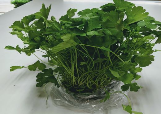 picture of Cilantro Herb