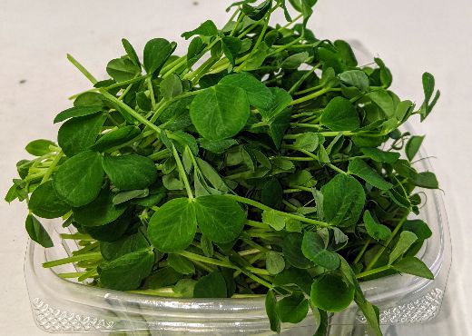 picture of Pea Shoots